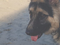 Taro